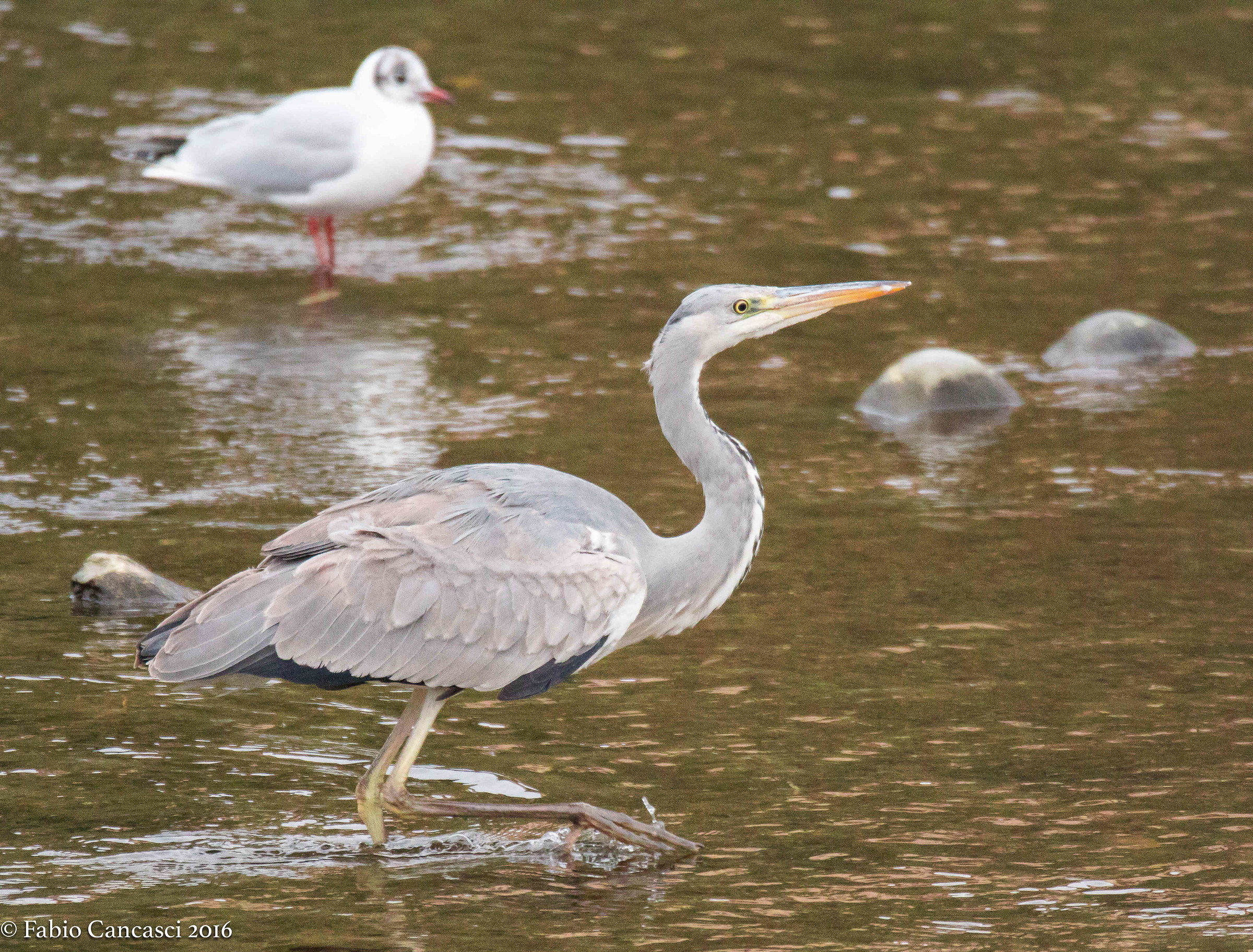 Grey Heron