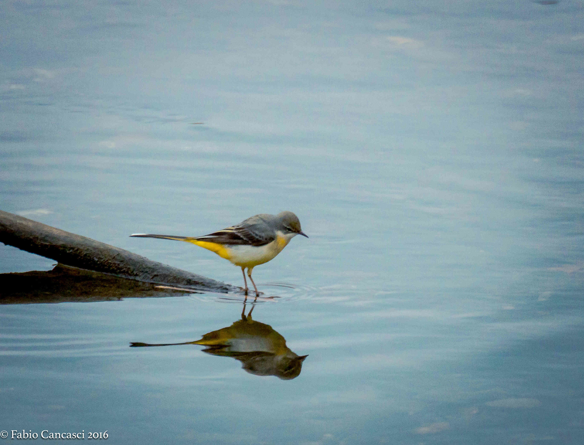 yellow wagtail