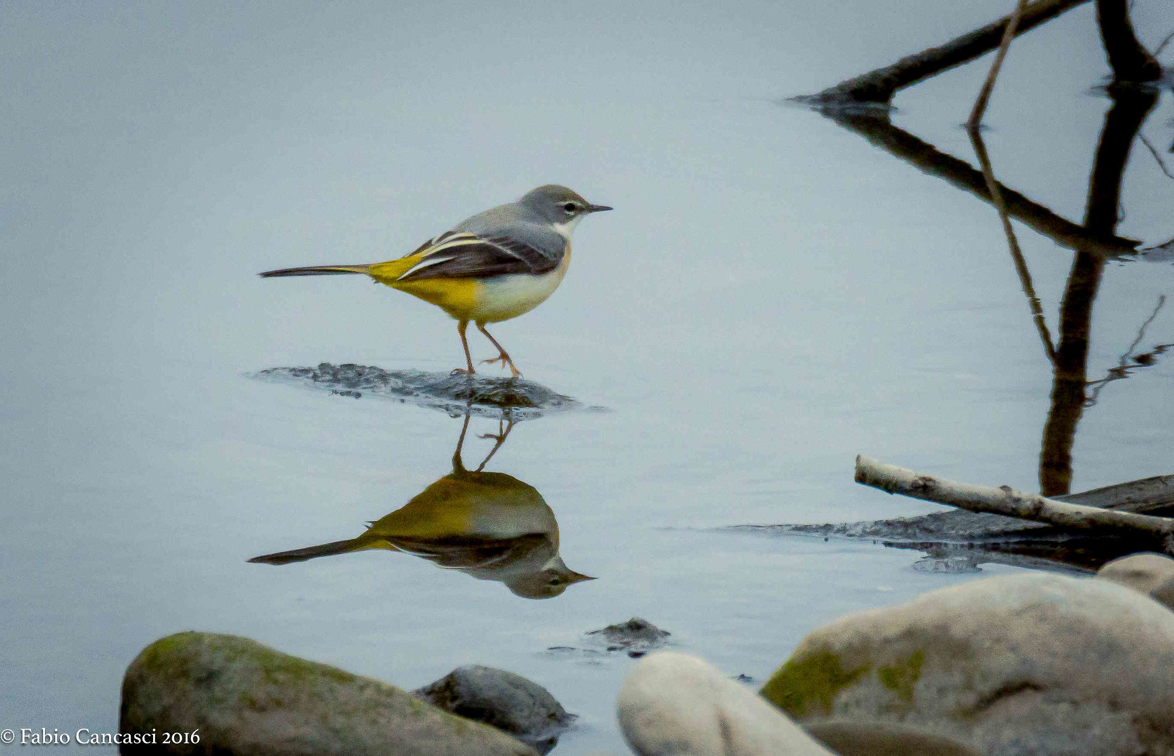 yellow wagtail