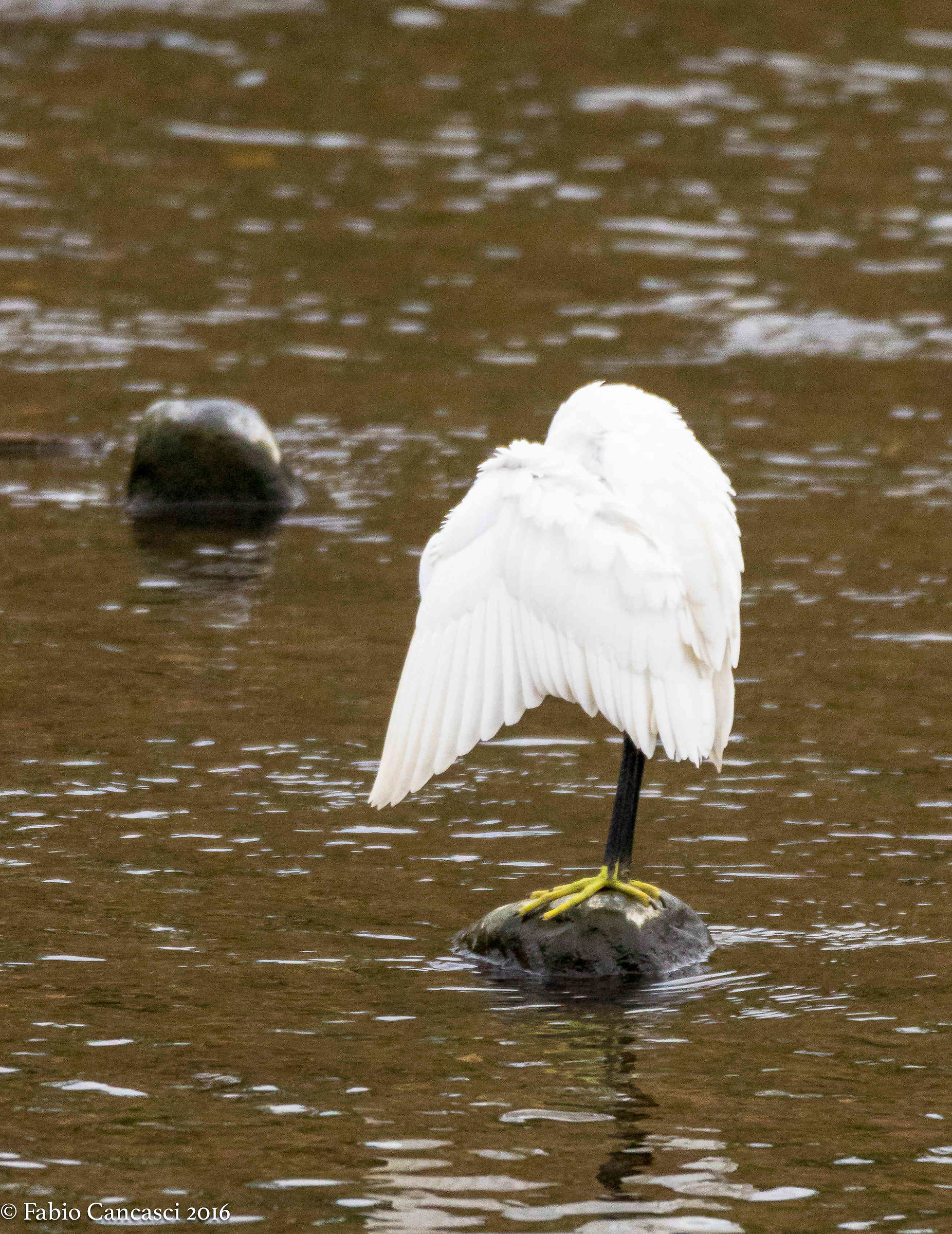 egret