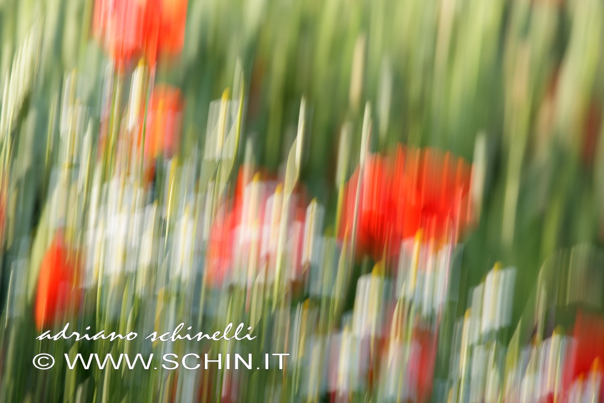 Papaveri e camomilla