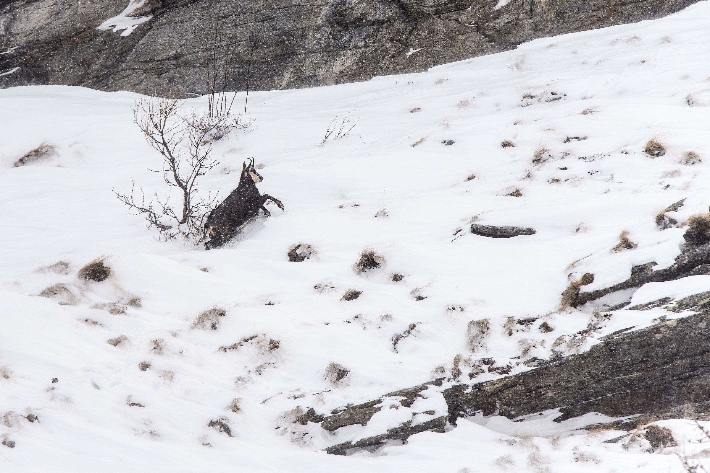 La vita del camoscio