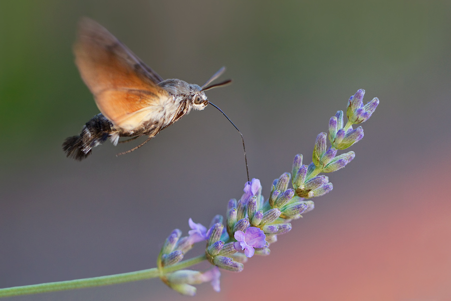 Macroglossum stellatarum