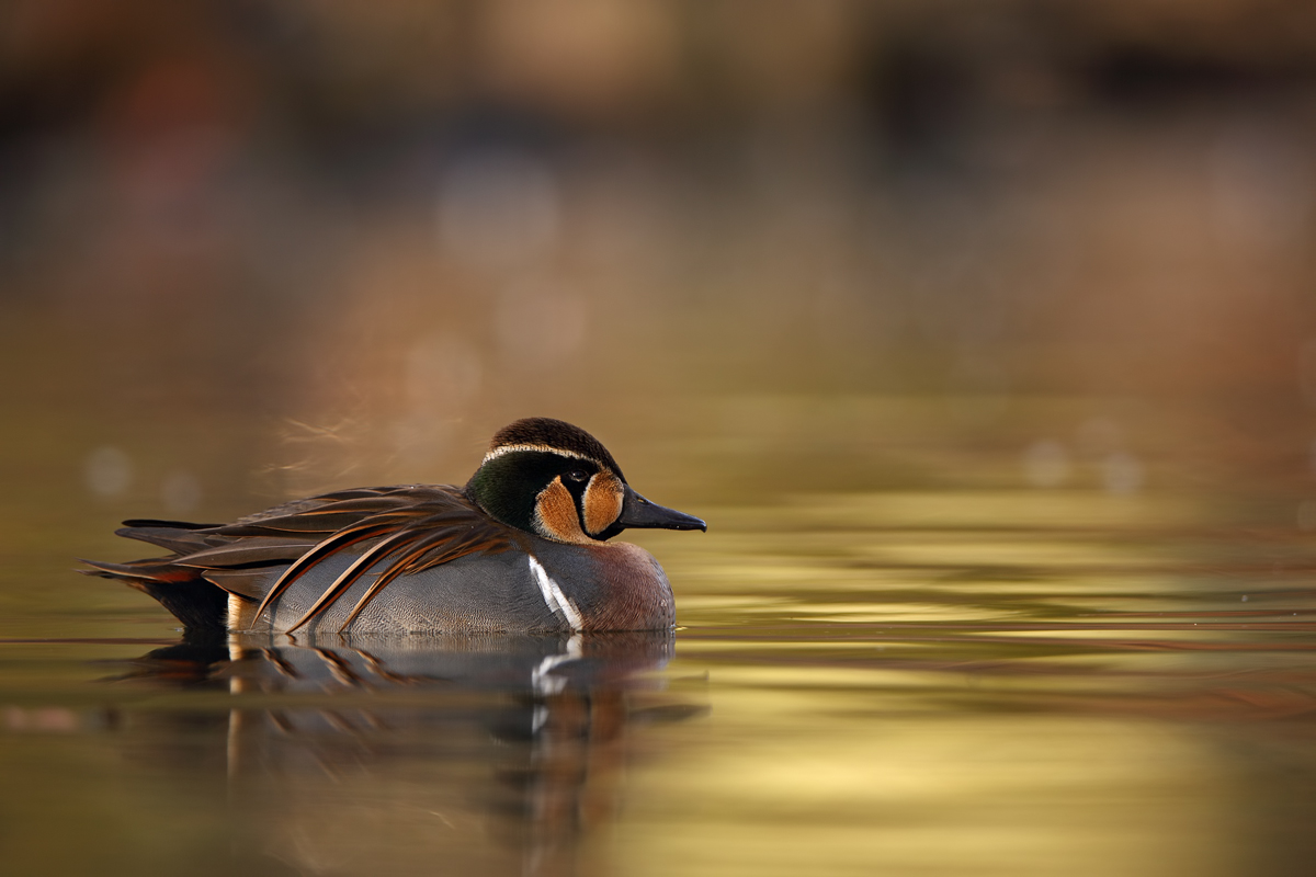 Baikal teal in wonderland