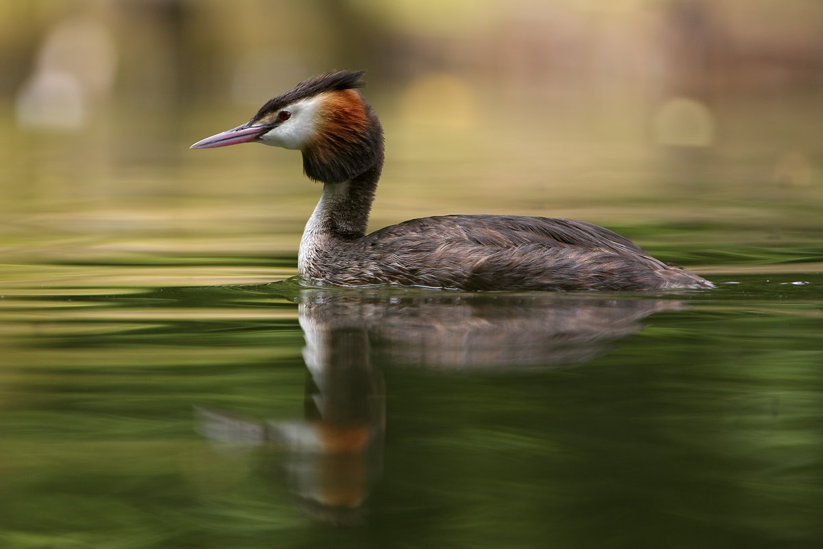 Great crested grebe