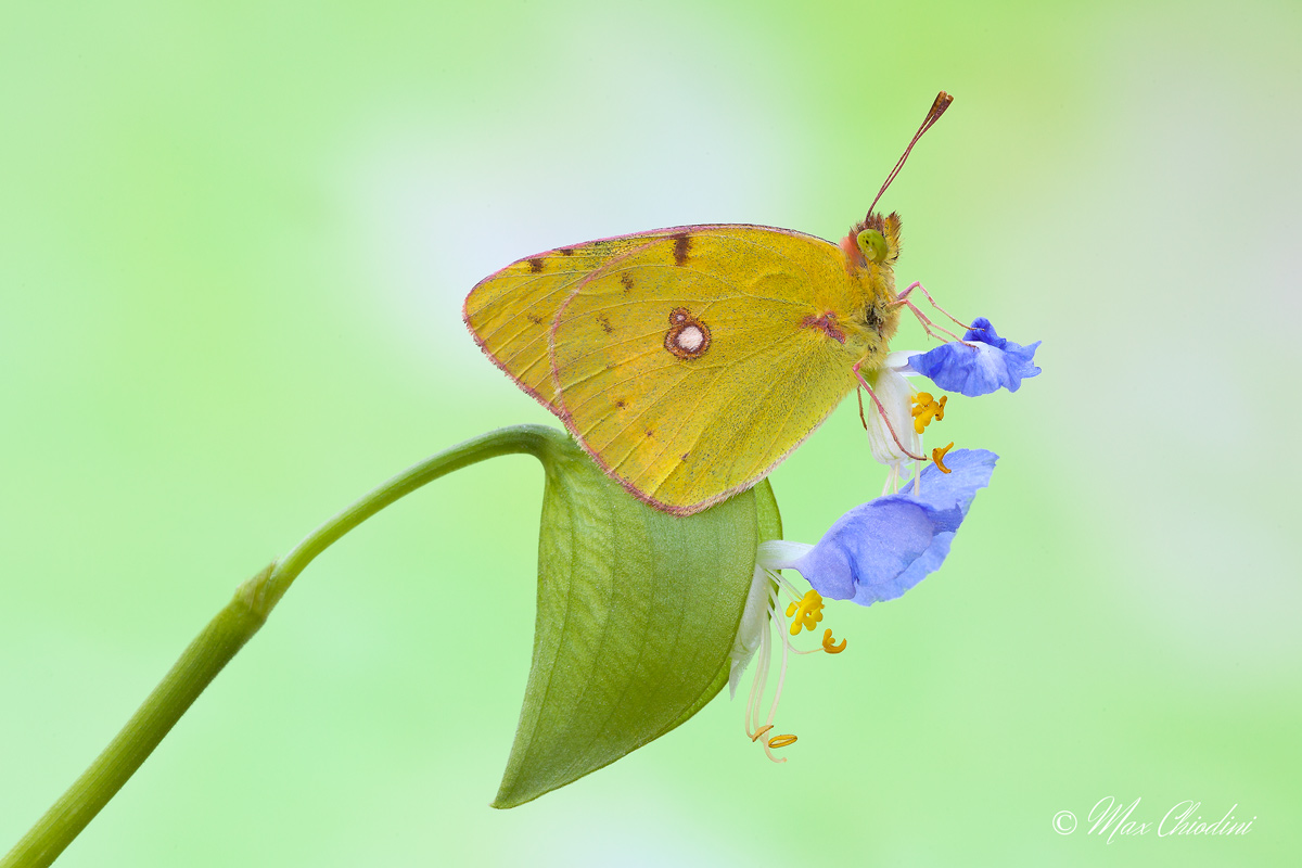 Quella lacrima sul viso