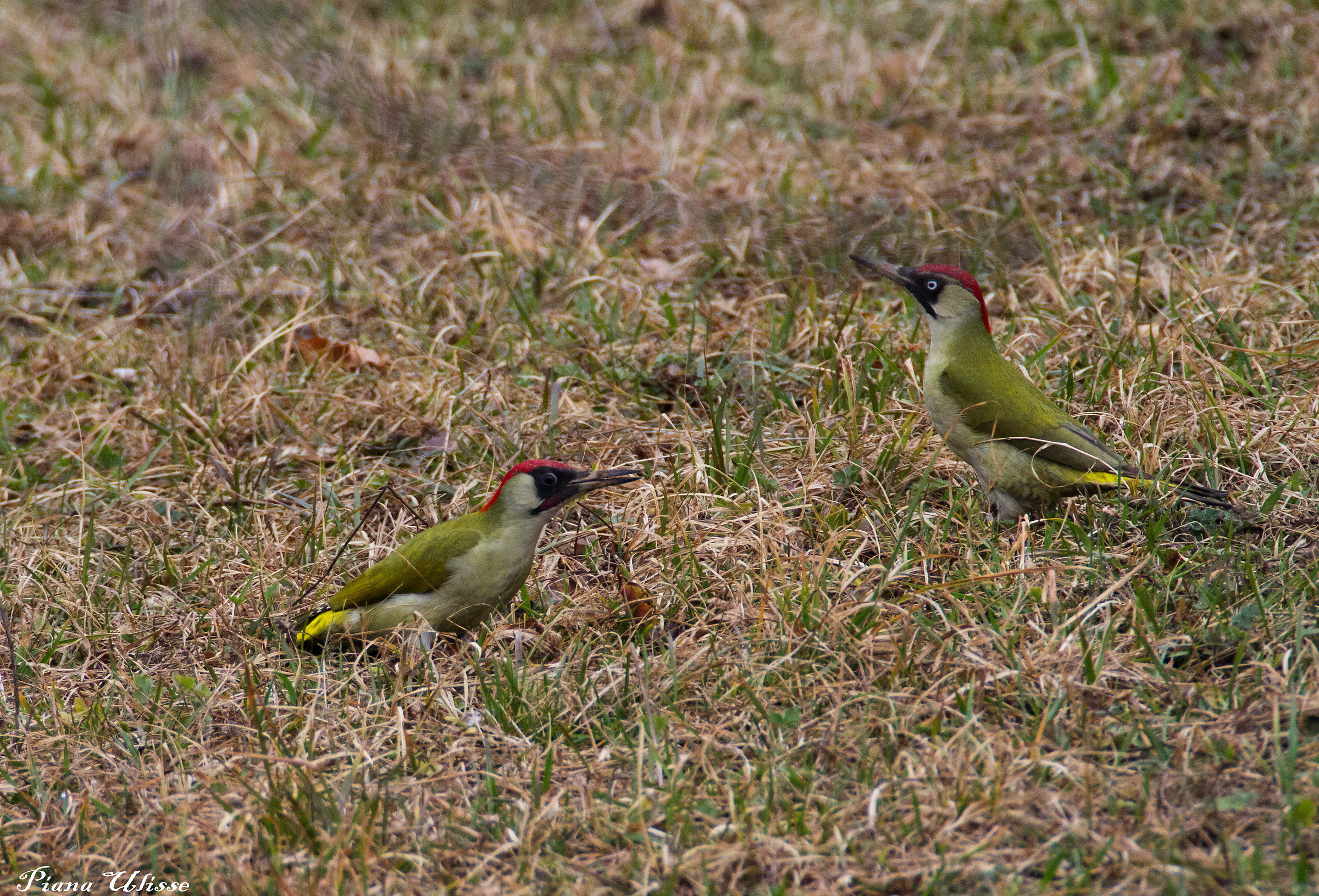 Picchio Verde couple