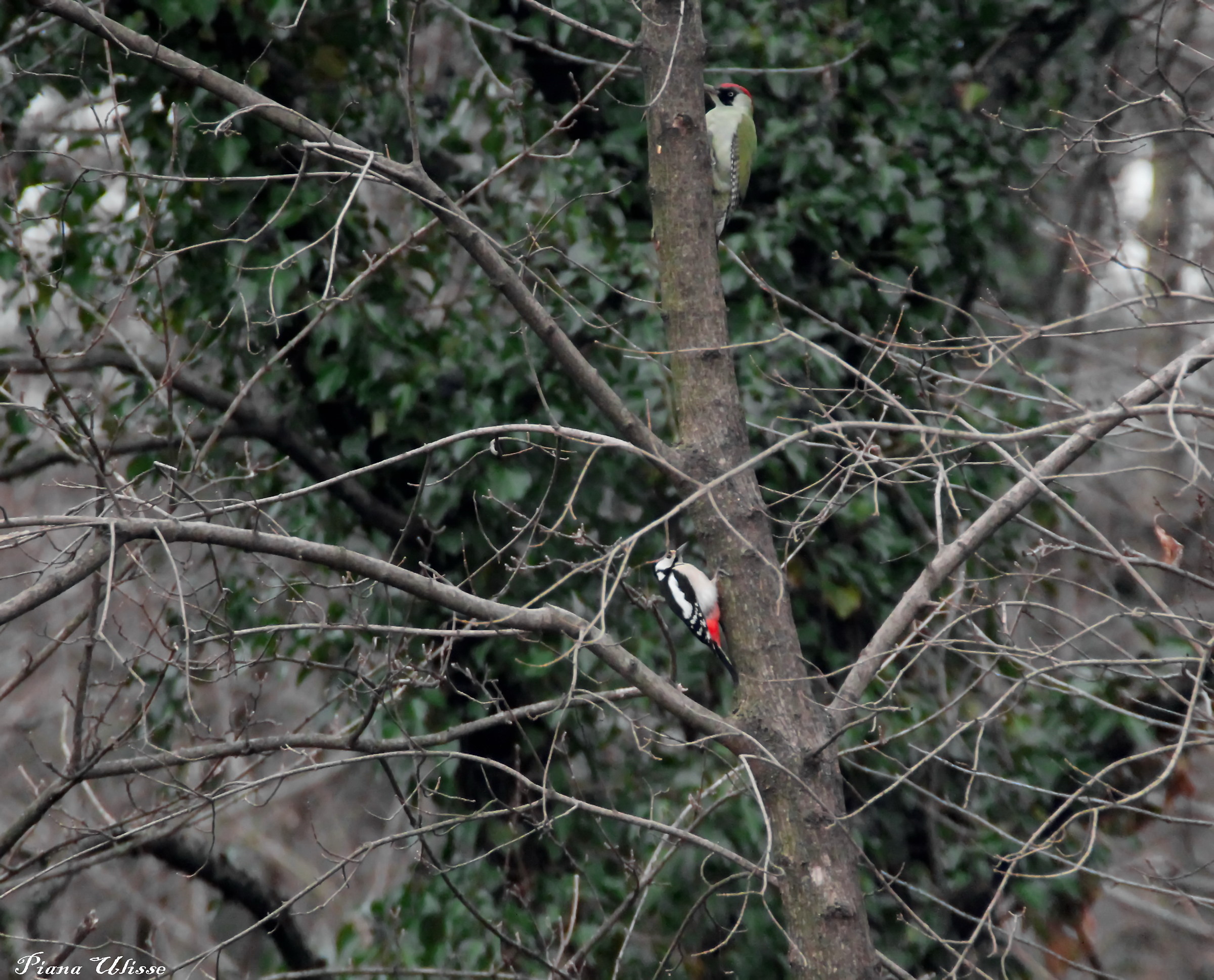 Picchio Rosso and Picchio Verde