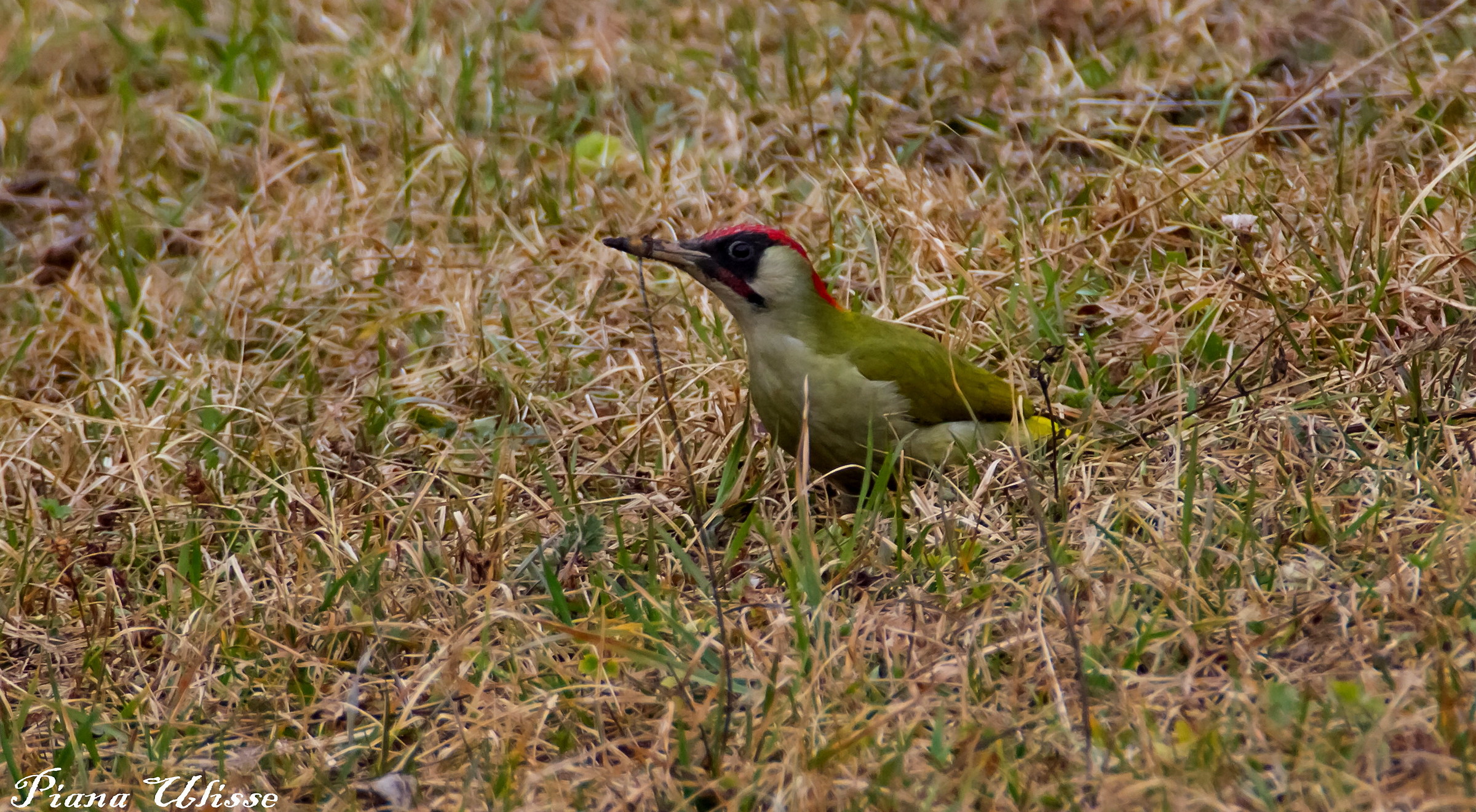 Green woodpecker