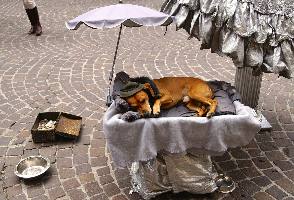 Comfortable dog's life