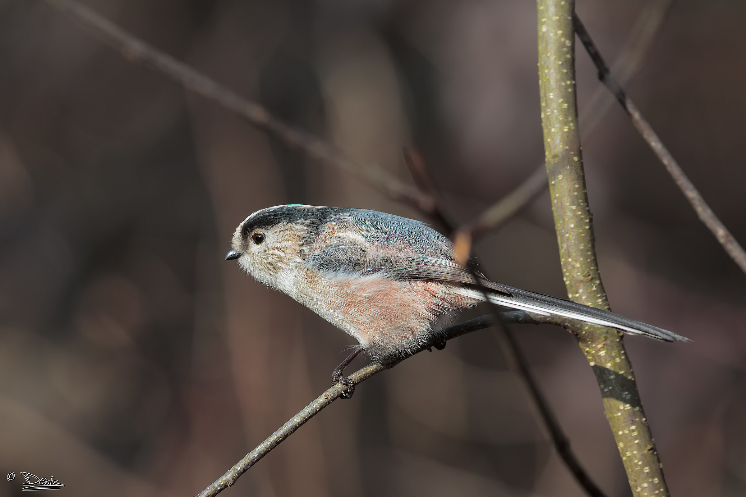 Long-tailed Tit