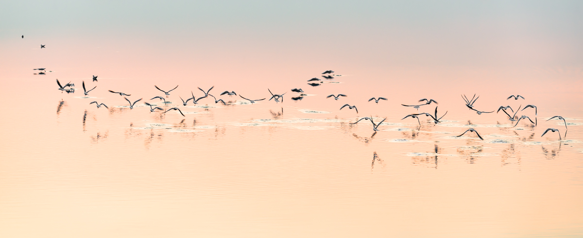 Scraps Delta at sunset