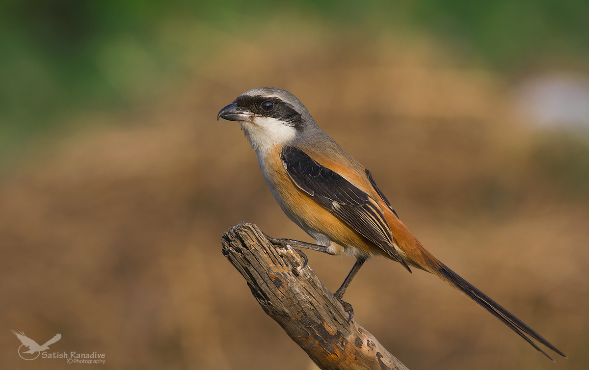Long Tailed Shrike.