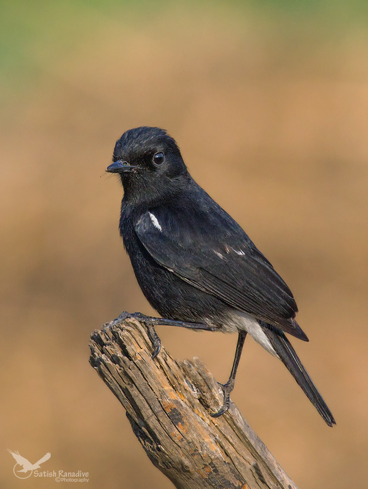 Pied bushchat, male.