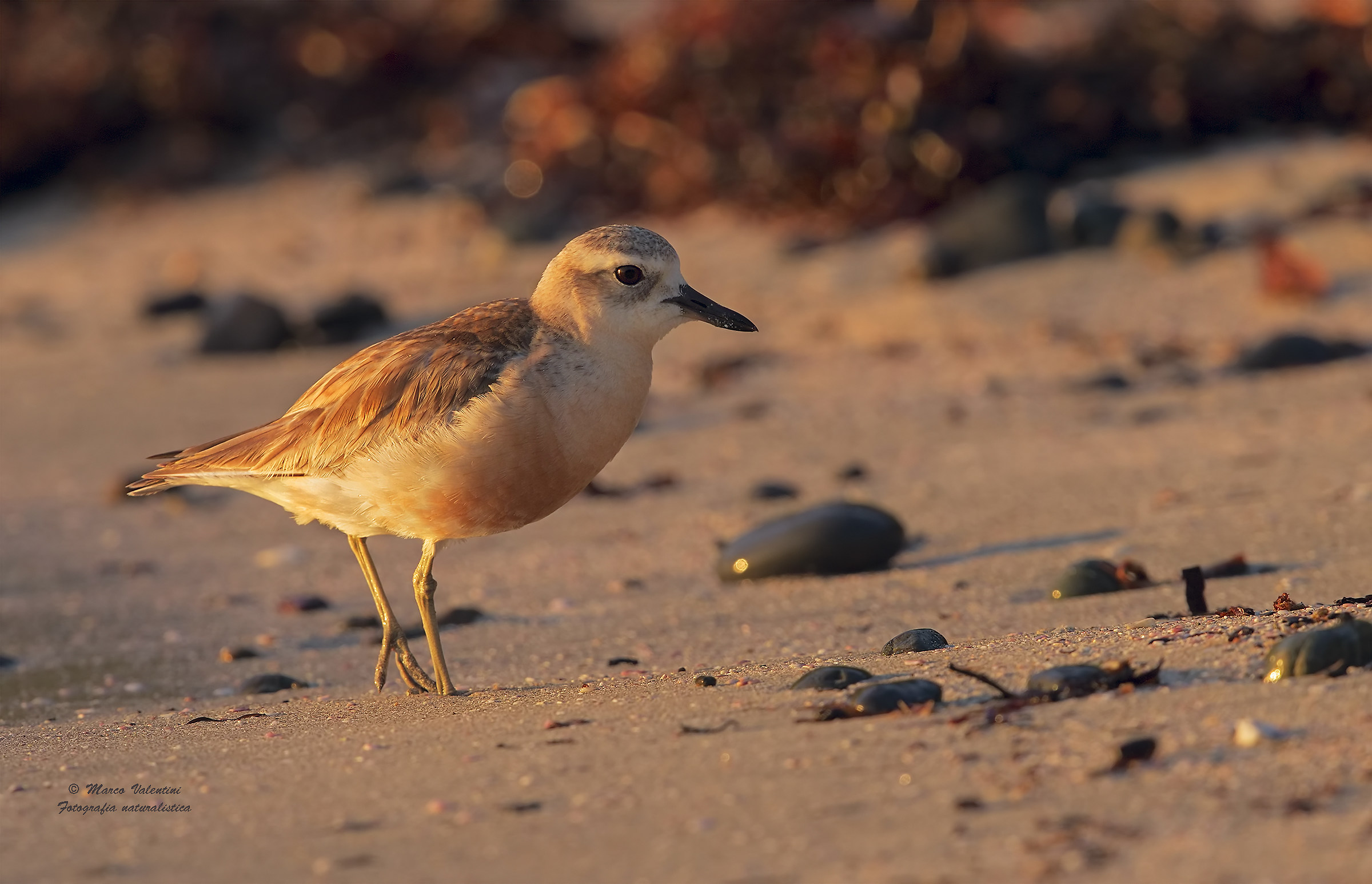 Tortolino antipodean - 2