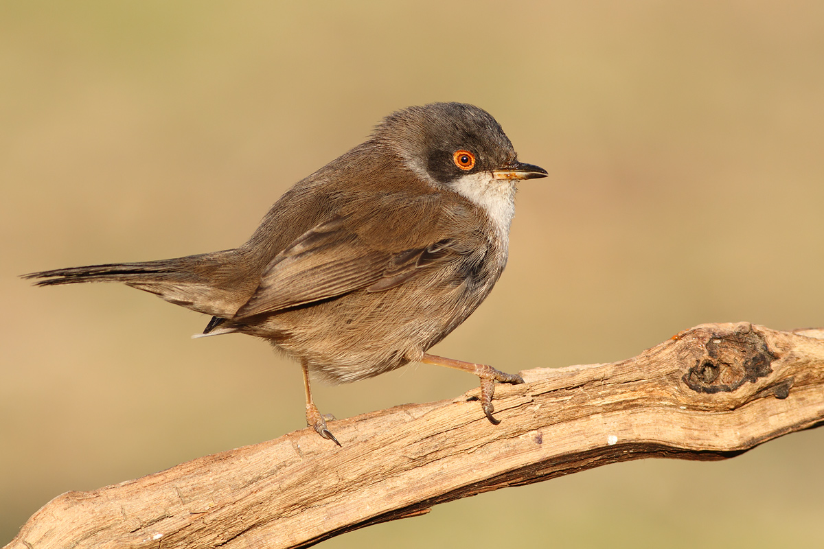 female warbler