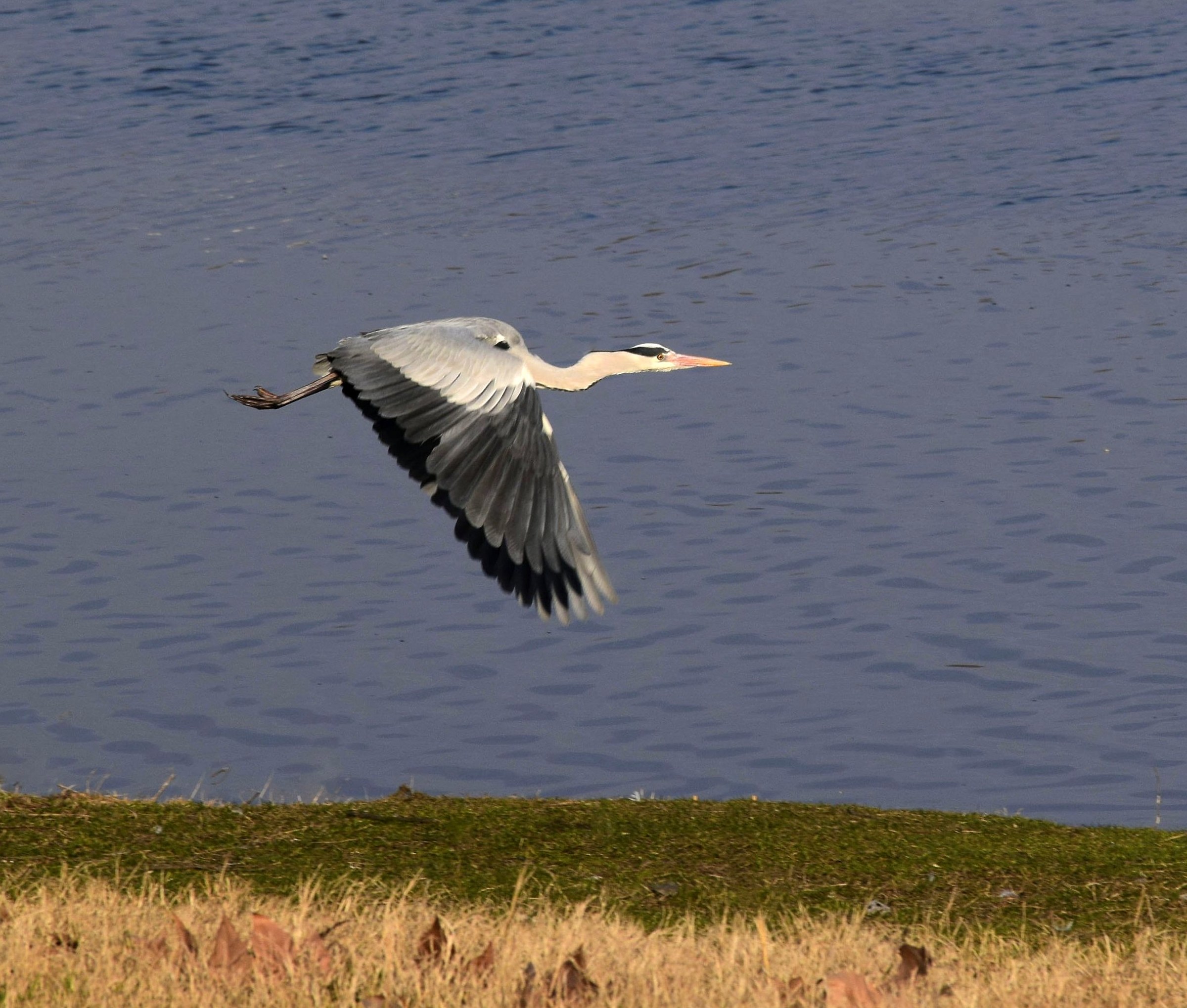 White heron who runs away ...