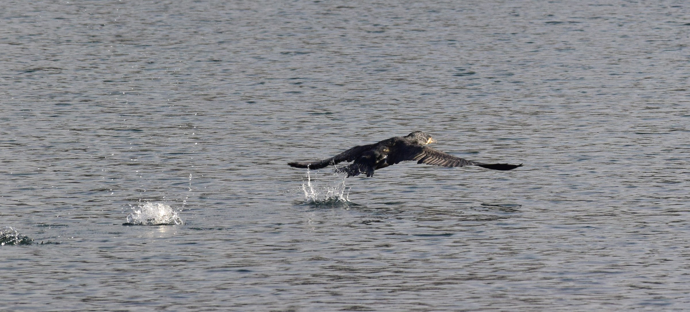 Greylag Goose takes off
