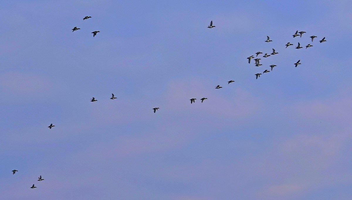 Stormo di anatre in partenza...per dove?
