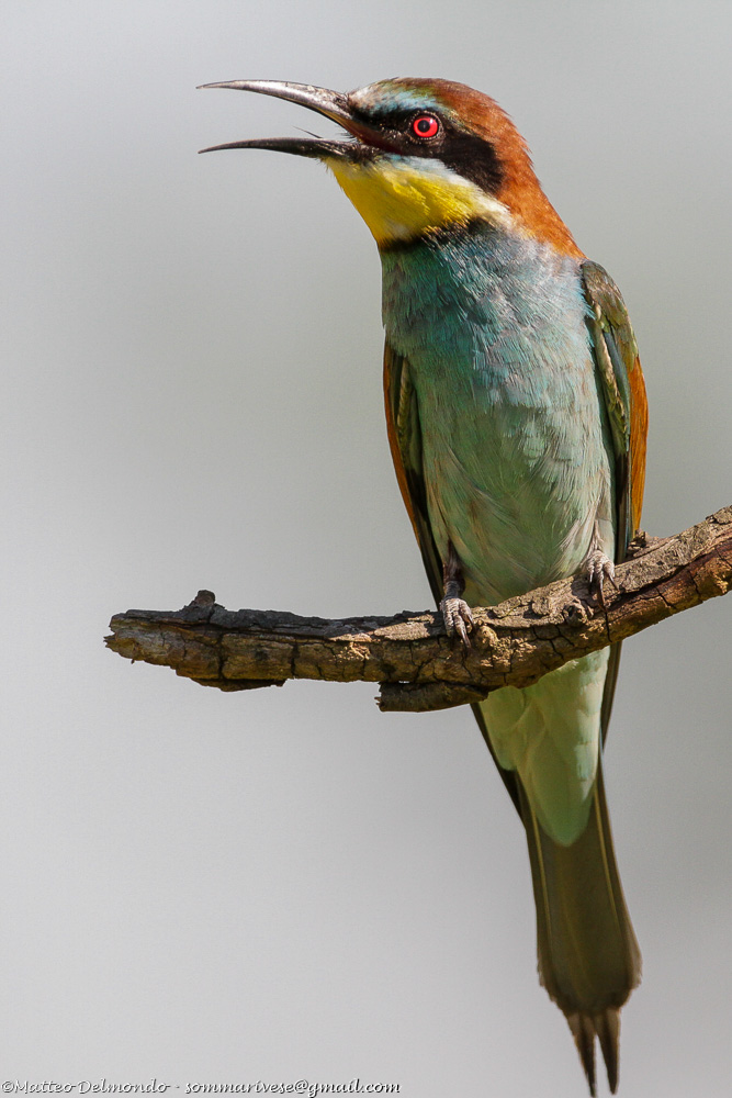 Bee Eater