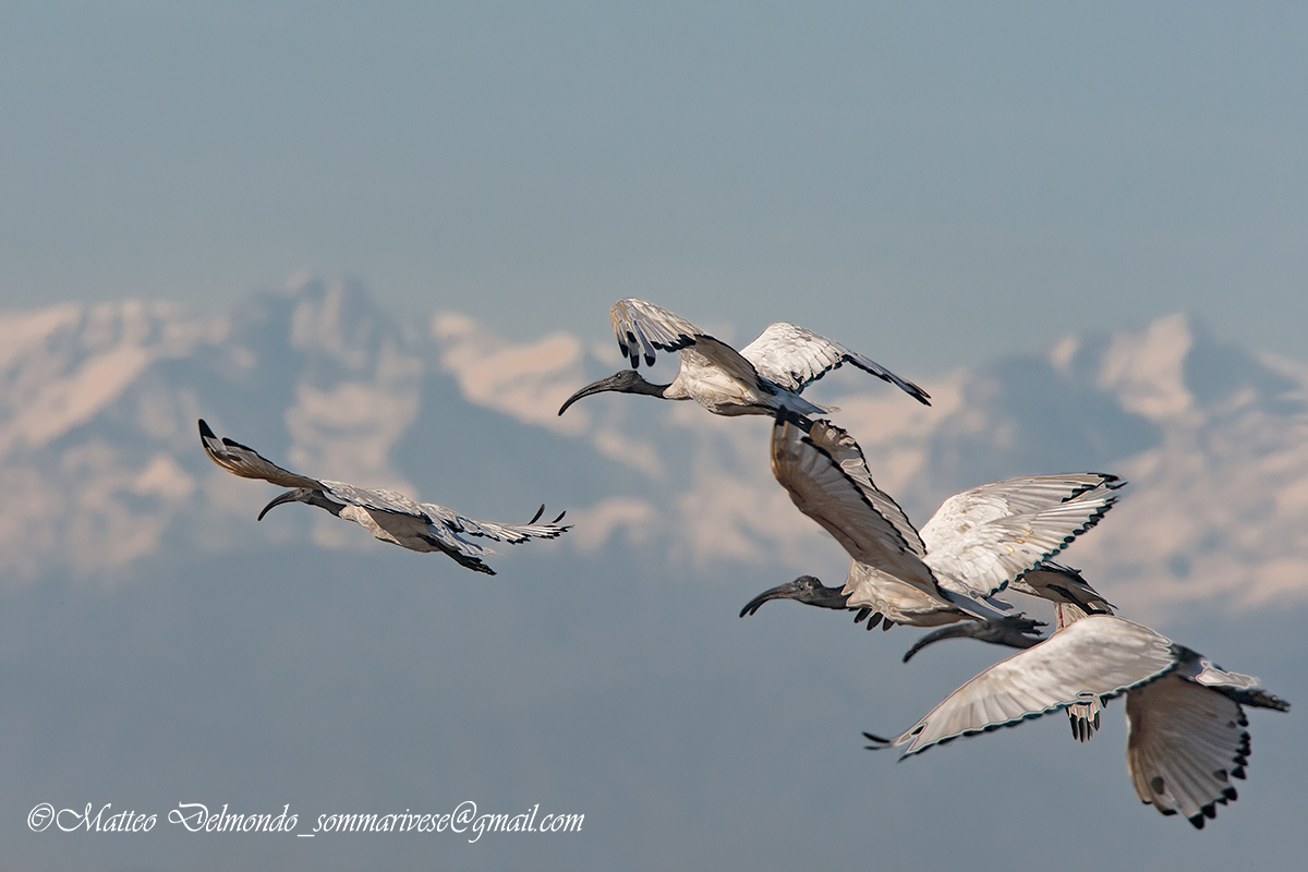 Ibis in flight