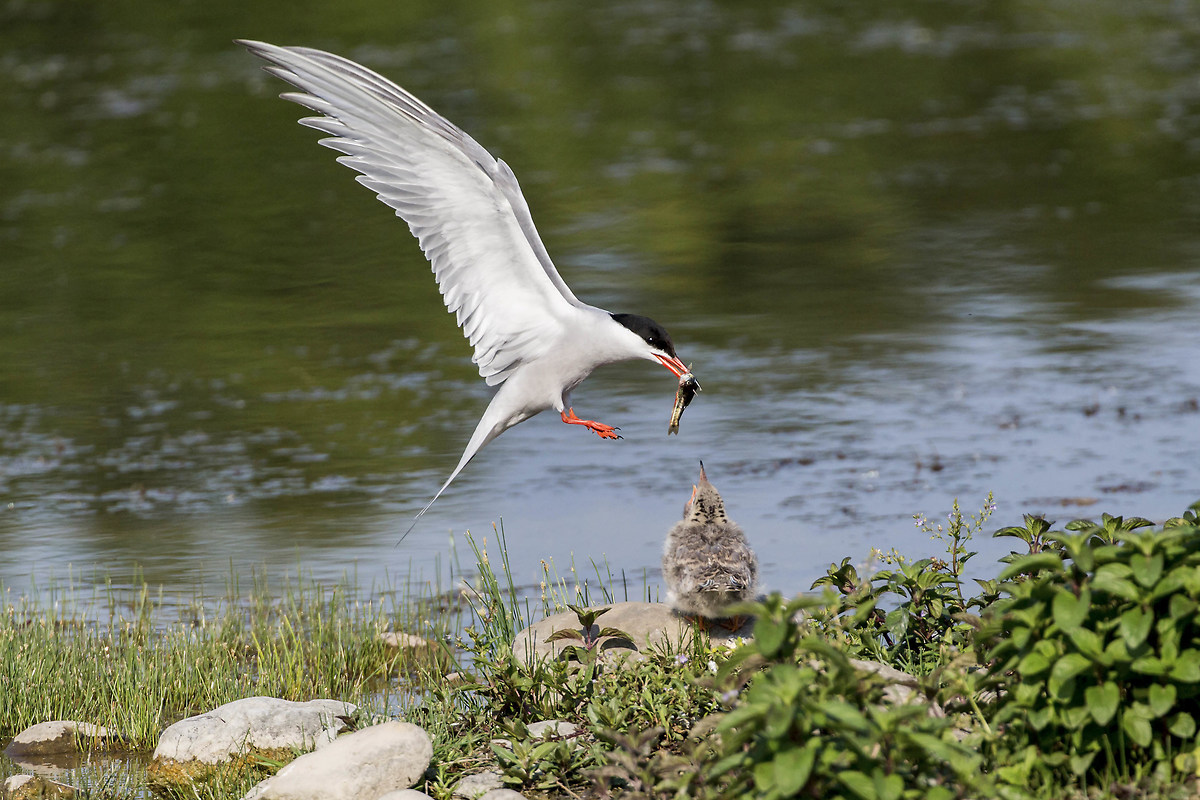 Tern