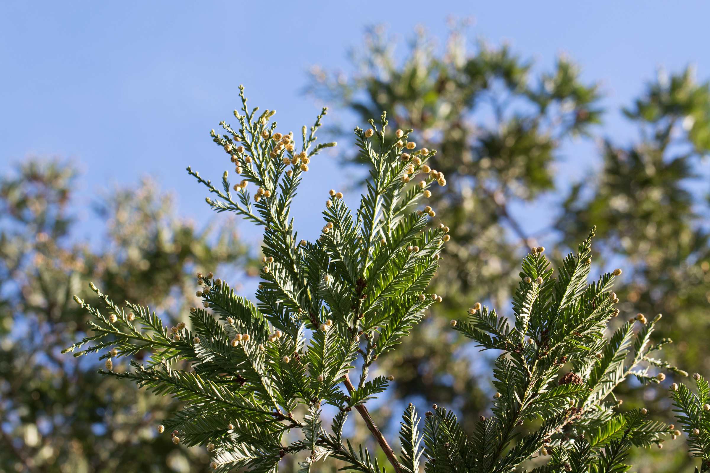 Sequoia sempervirens Flowering