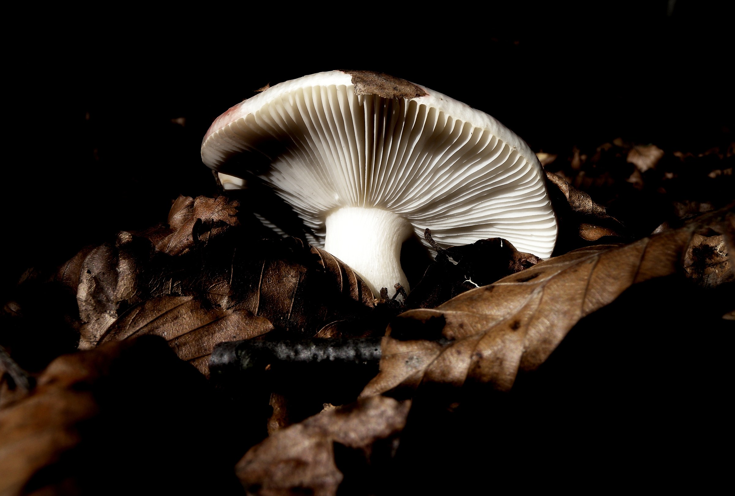 Deep in the woods ...