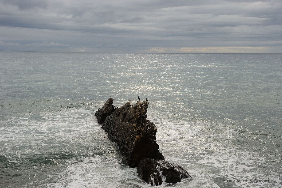 The rock of Cormorants