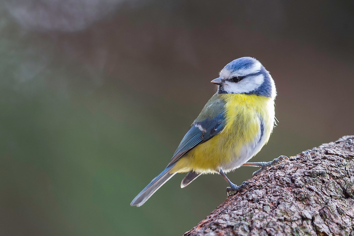 In only titmice garden