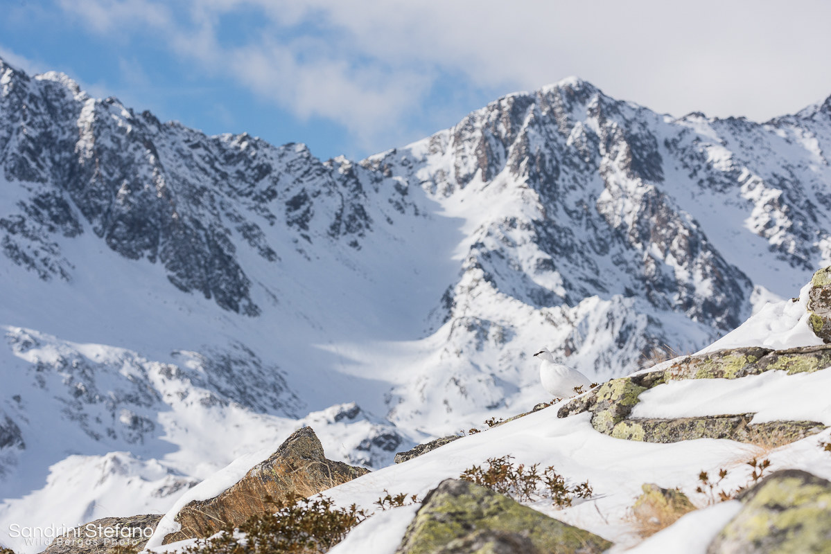 Symphony of Enchanted Lands - Ptarmigan