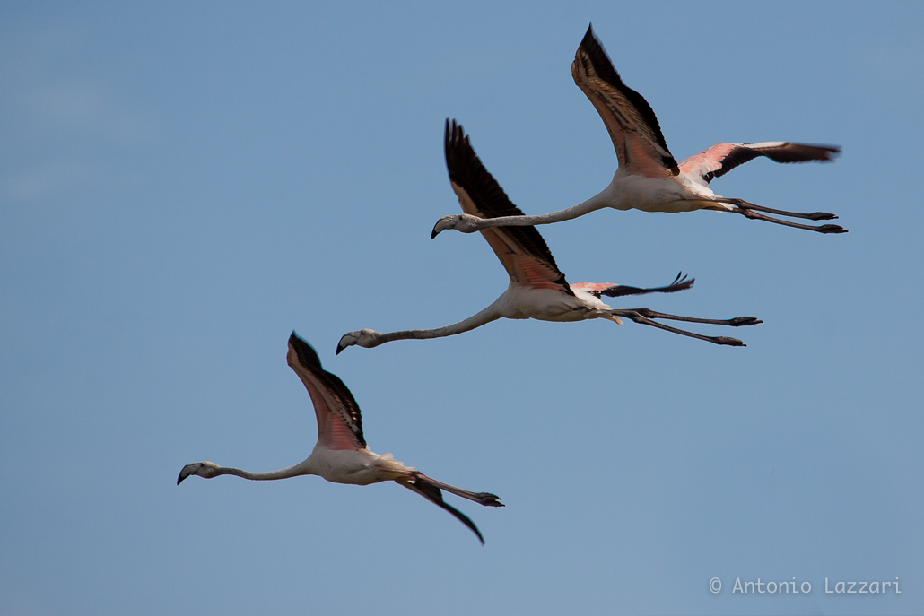 Flamingos in flight