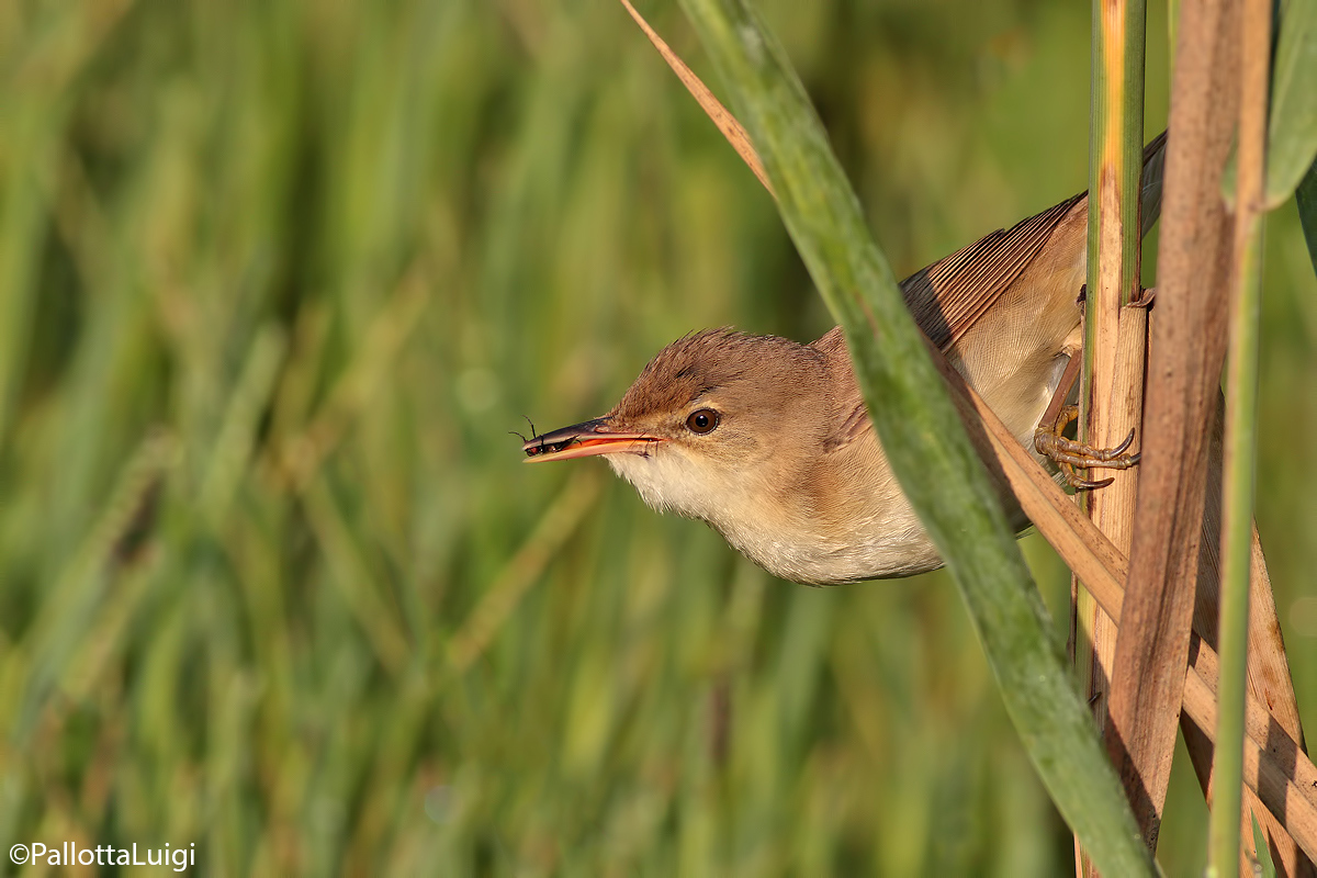 Cannaiola (Acrocephalus scirpaceus)