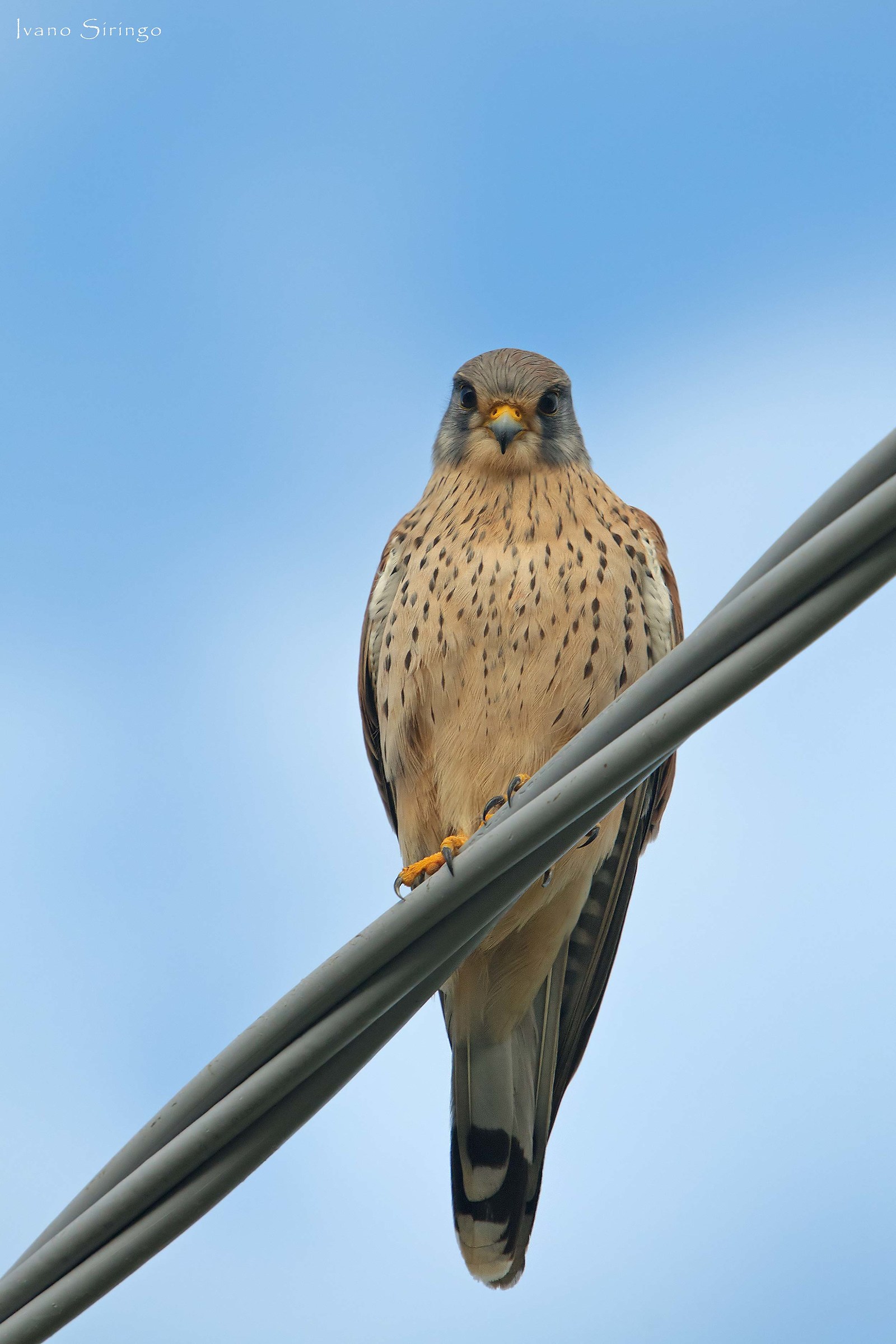 Kestrel