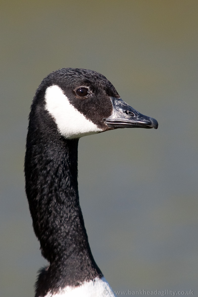 Canada Goose
