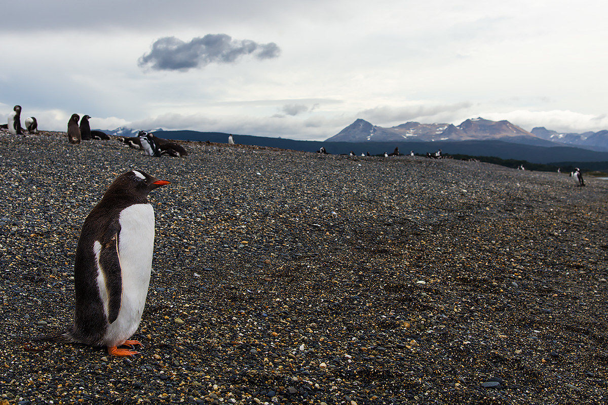 Papua penguin - Tierra del Fuego