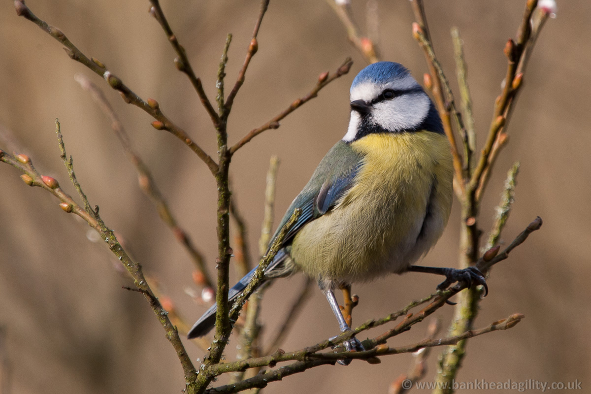 Blue Tit