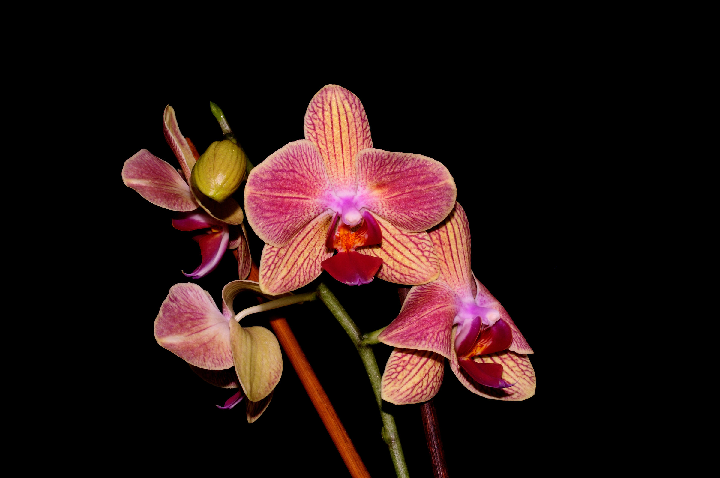 orchids