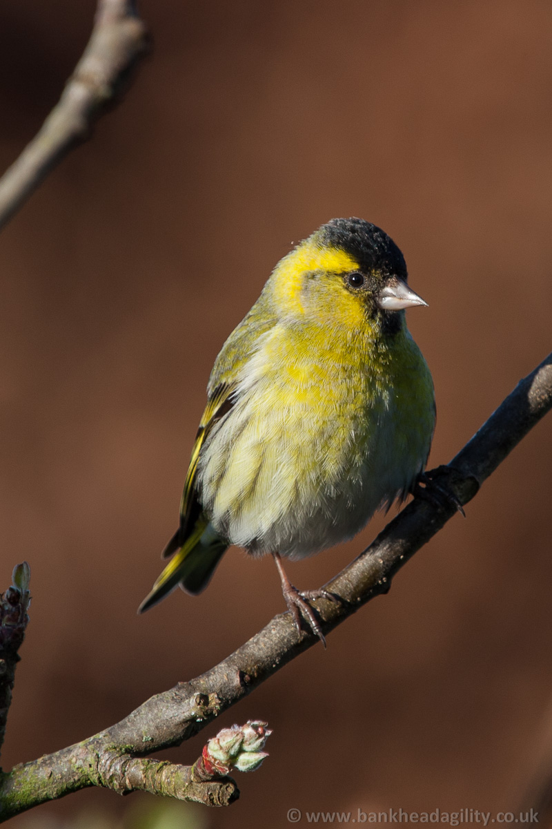 Siskin