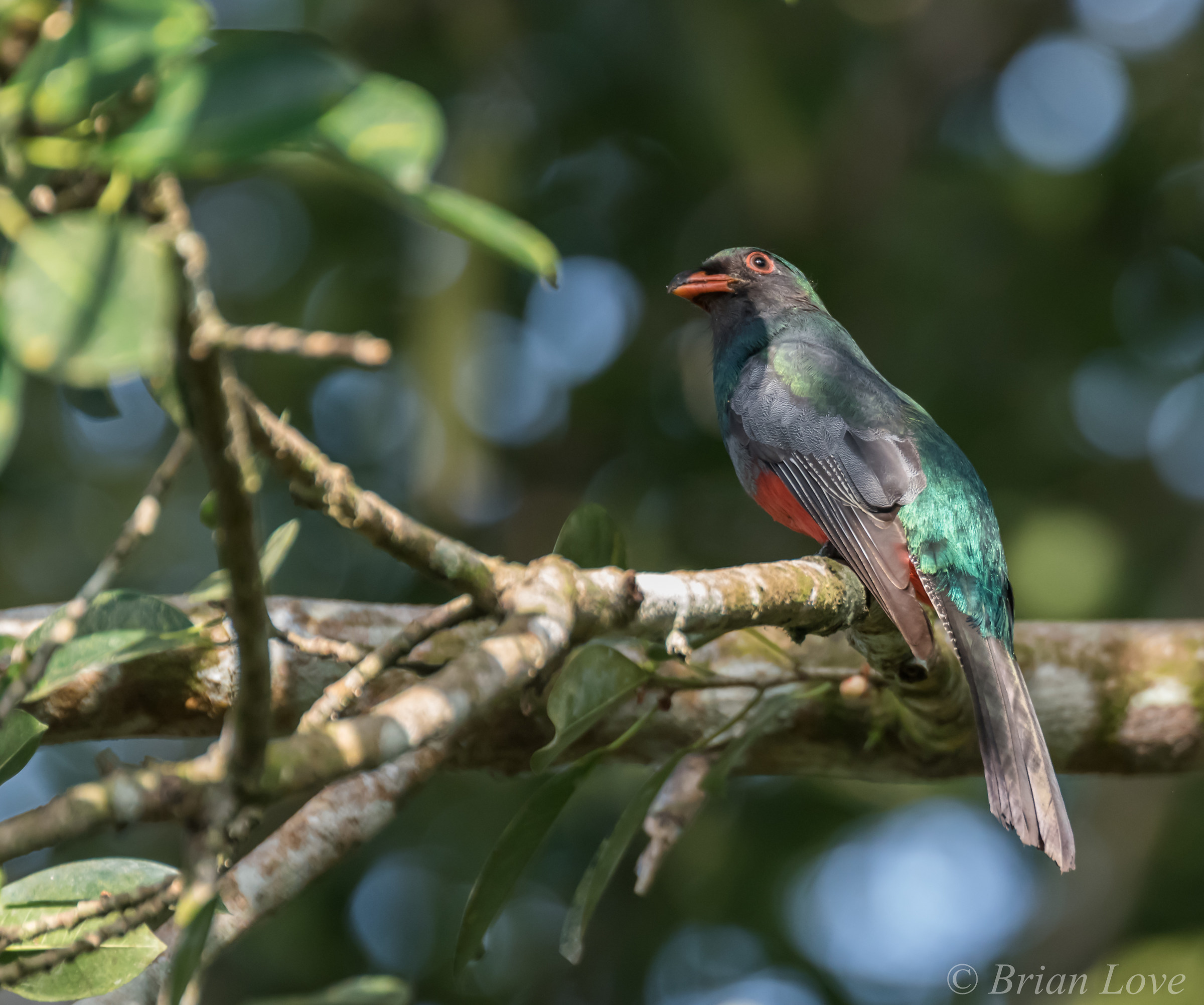 Slaty-coda Trogon - Maschio