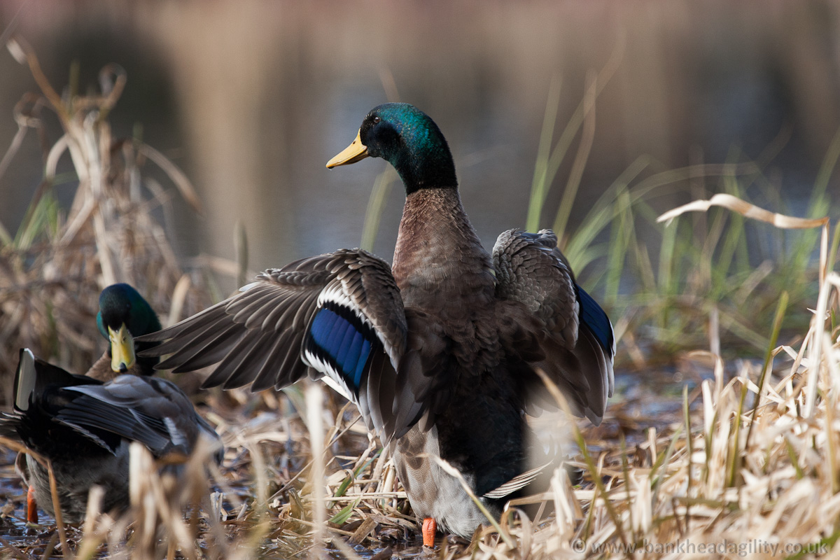 Mallard