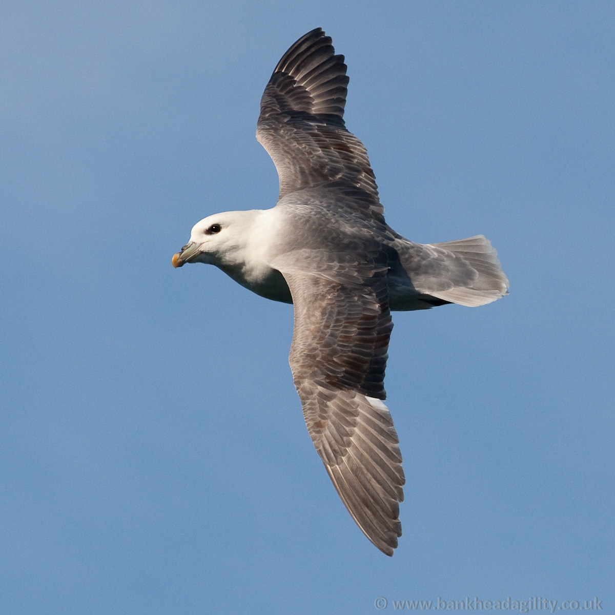 Fulmar
