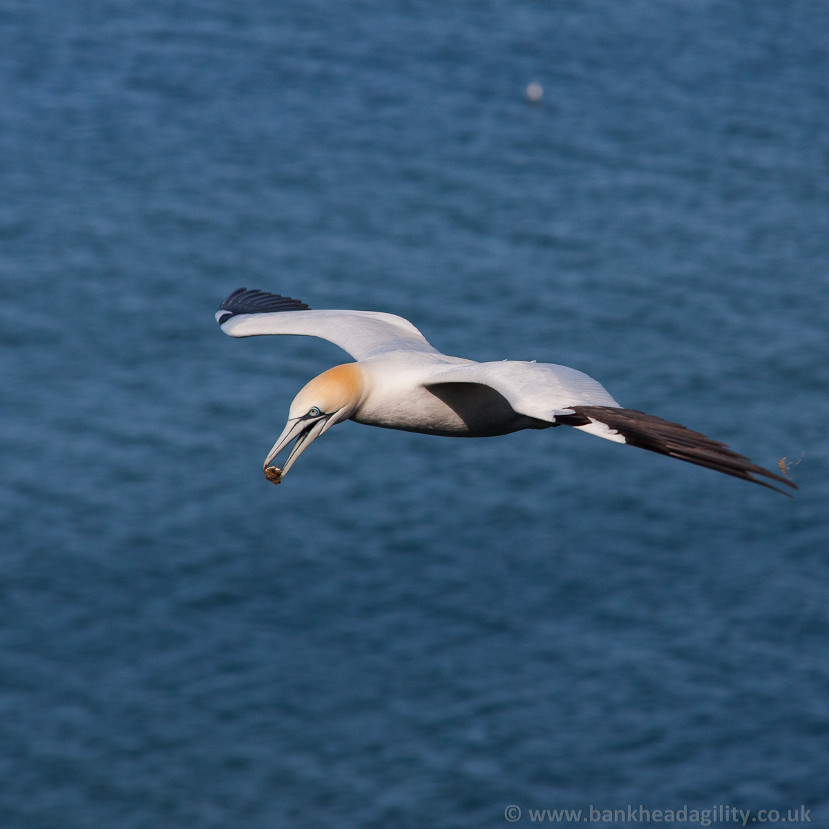 Gannet