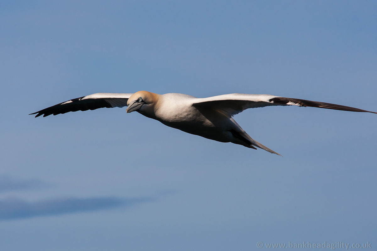 Gannet
