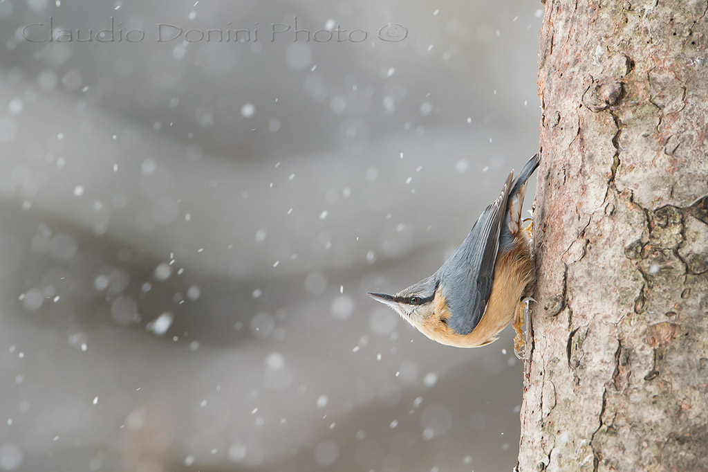 Nuthatch in the Snow
