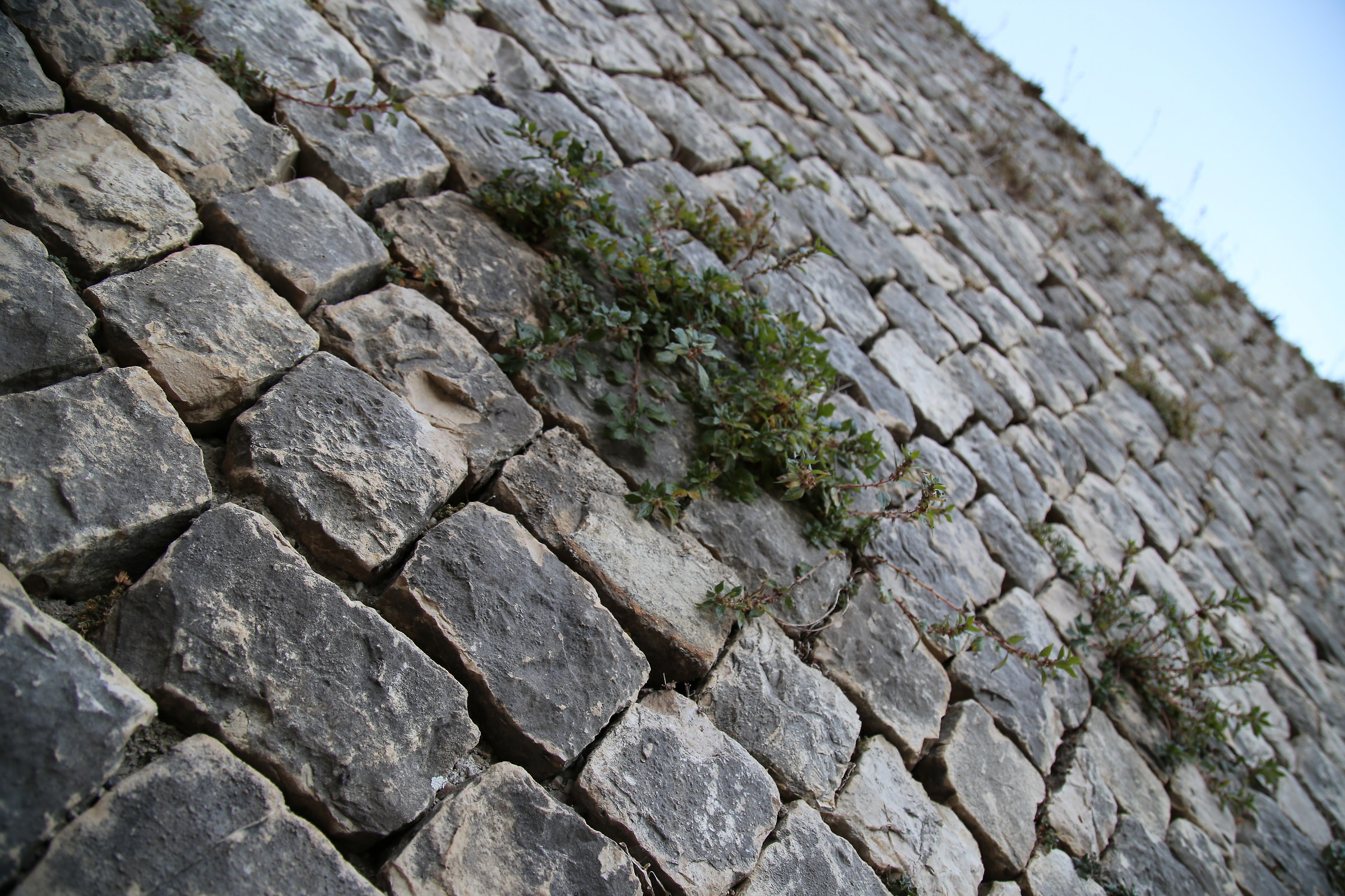 Muro a secco con edera