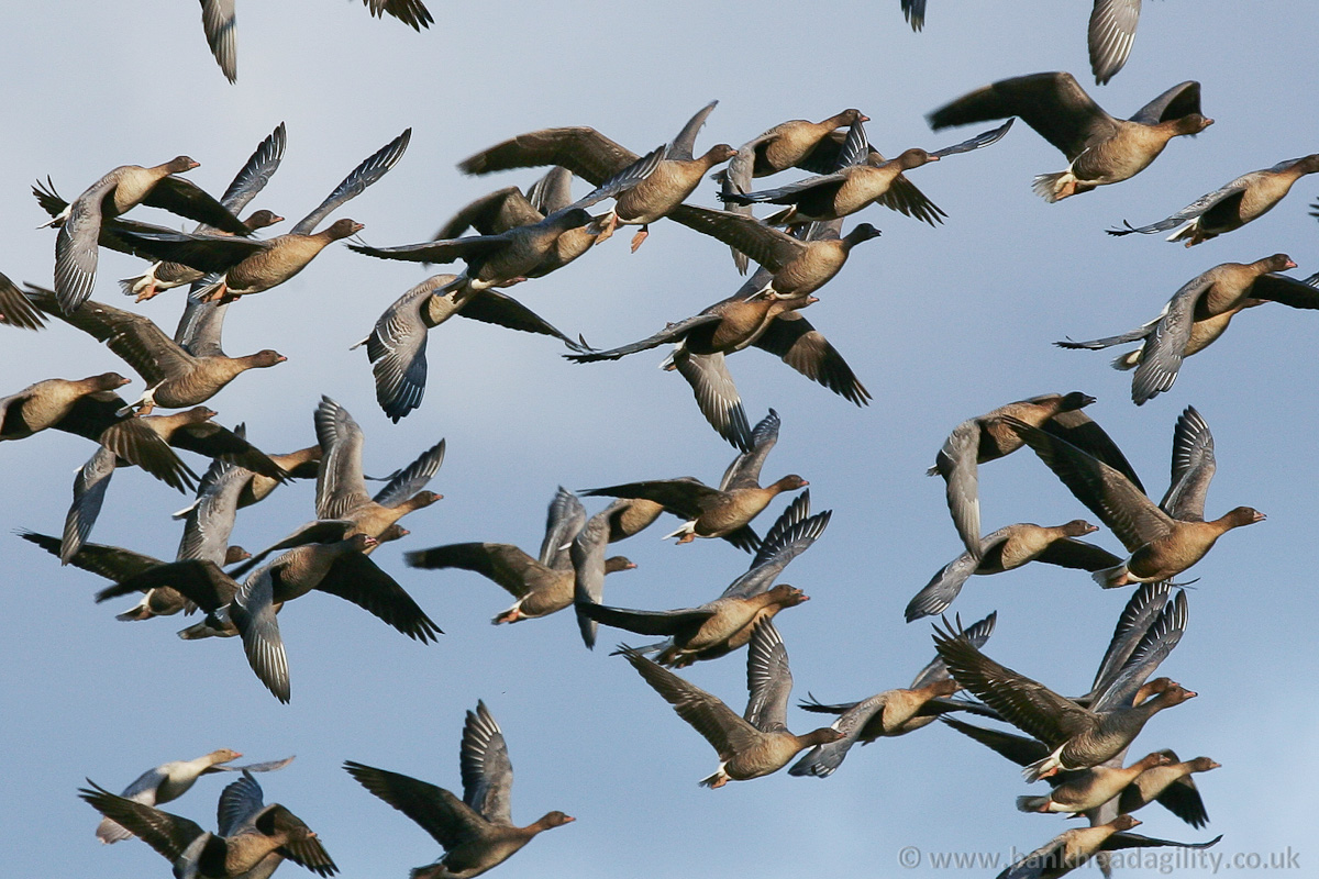 Greylag Geese