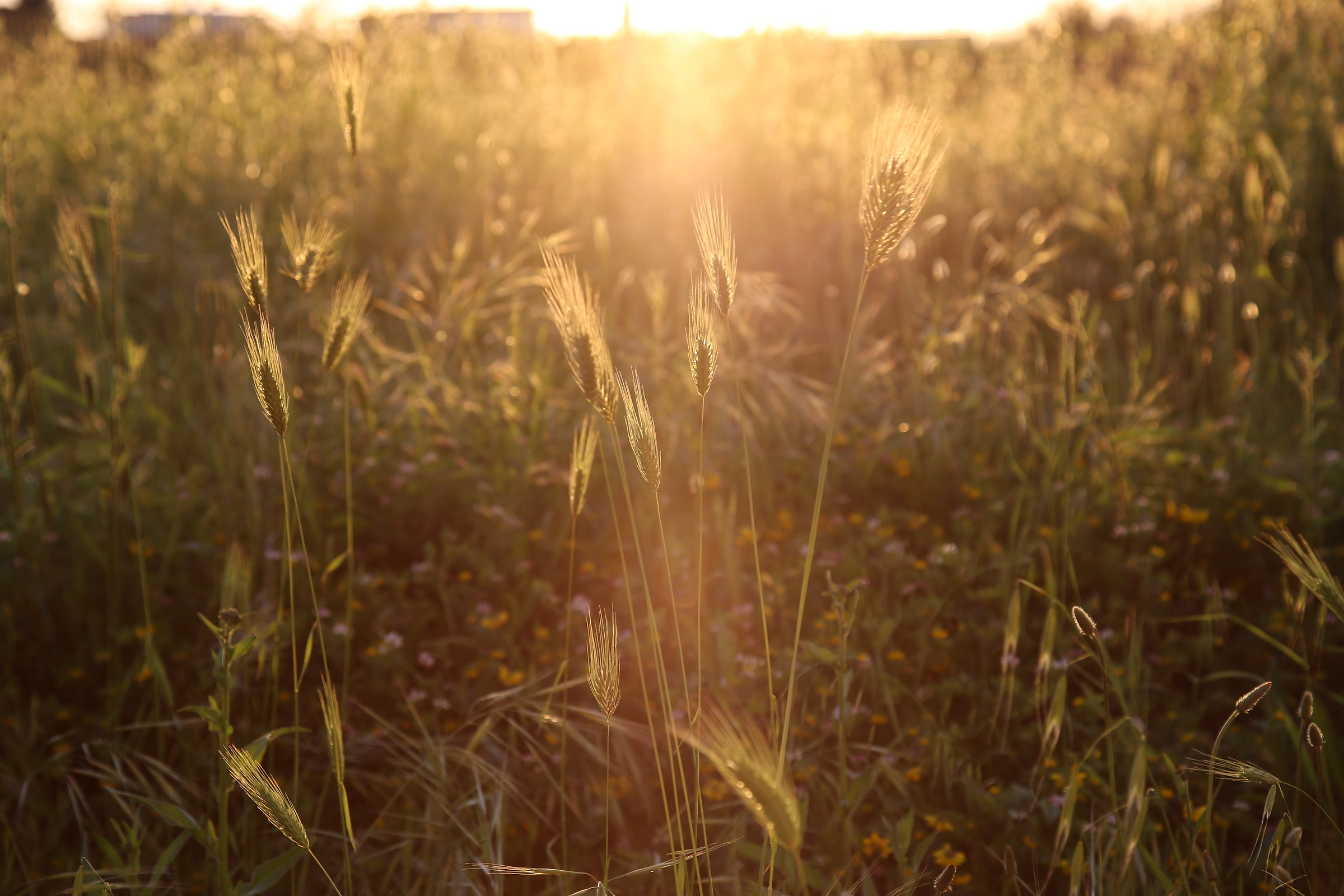 Spighe di luce