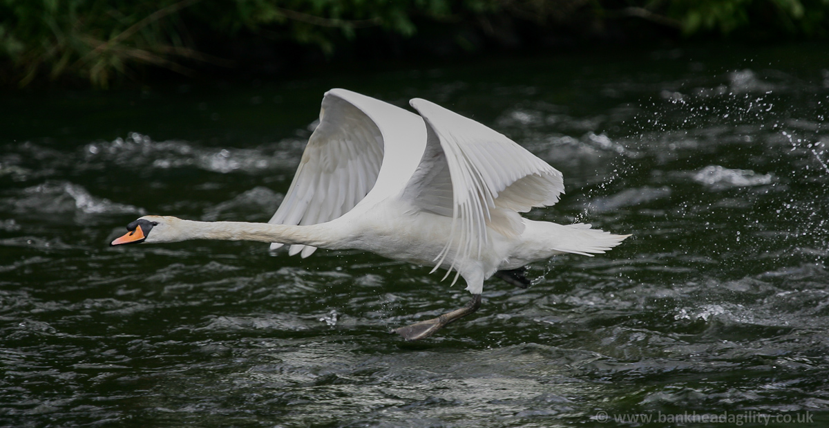 Mute Swan