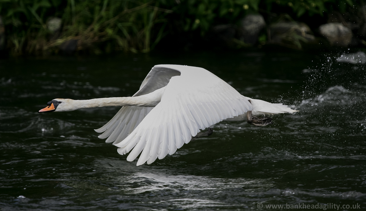 Mute Swan